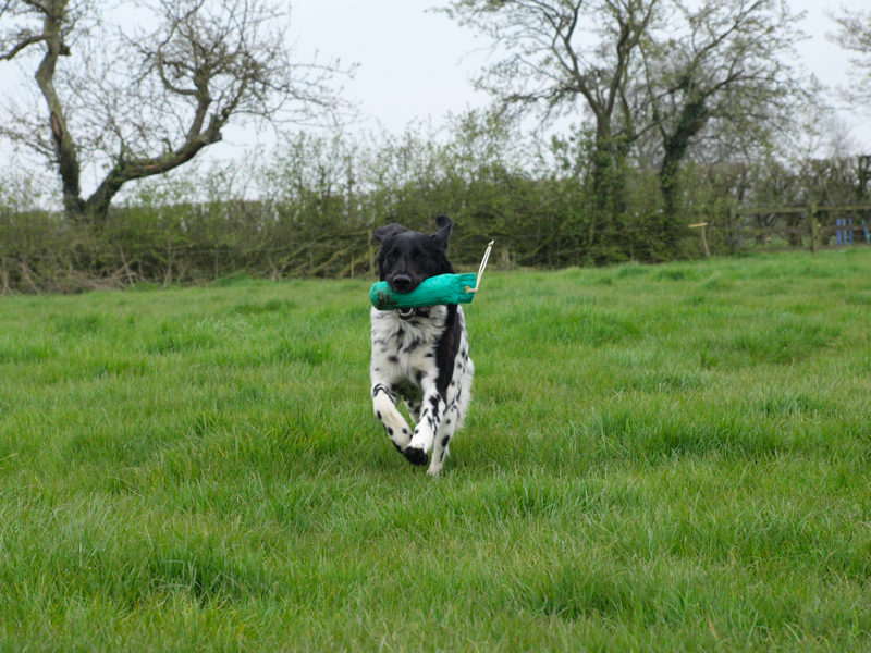 Fast retrieving with a Munsterlander